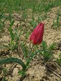 Tulipa systola